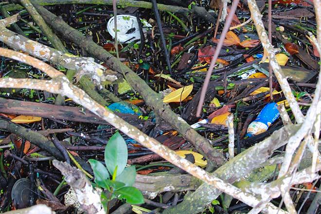 Debris in Mangroves © Annika Fredriksson